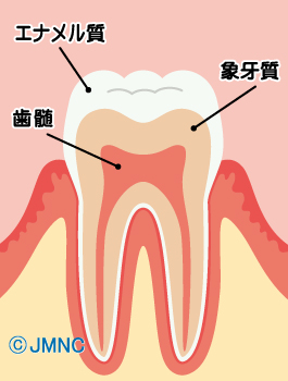 歯の状態